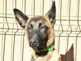 Vente d’une chienne Malinois fauve et noir âgée de 10 ans (non LOF)
