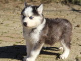 Réservation de 5 chiots croisés Akitas Huskies (non LOF)
