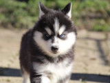 Réservation de 5 chiots croisés Akitas Huskies (non LOF)