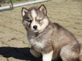 Réservation de 5 chiots croisés Akitas Huskies (non LOF)