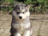 Réservation de 5 chiots croisés Akitas Huskies (non LOF)