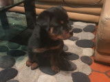 Vente d&rsquo;un chiot Rottweiler m&acirc;le de couleur noir et feu (non LOF)