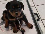 Vente d&rsquo;un chiot Rottweiler m&acirc;le de couleur noir et feu (non LOF)