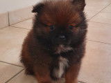 Superbes petits Spitz Allemands à vendre