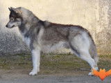 Etalon Husky Sibérien LOF gris loup agouti disponible pour saillie