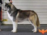 Etalon Husky Sibérien LOF gris loup agouti disponible pour saillie