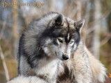 Etalon Husky Sibérien LOF gris loup agouti disponible pour saillie