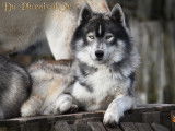Etalon Husky Sibérien LOF gris loup agouti disponible pour saillie