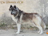 Etalon Husky Sibérien LOF gris loup agouti disponible pour saillie