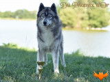 Etalon Husky Sibérien LOF gris loup agouti disponible pour saillie