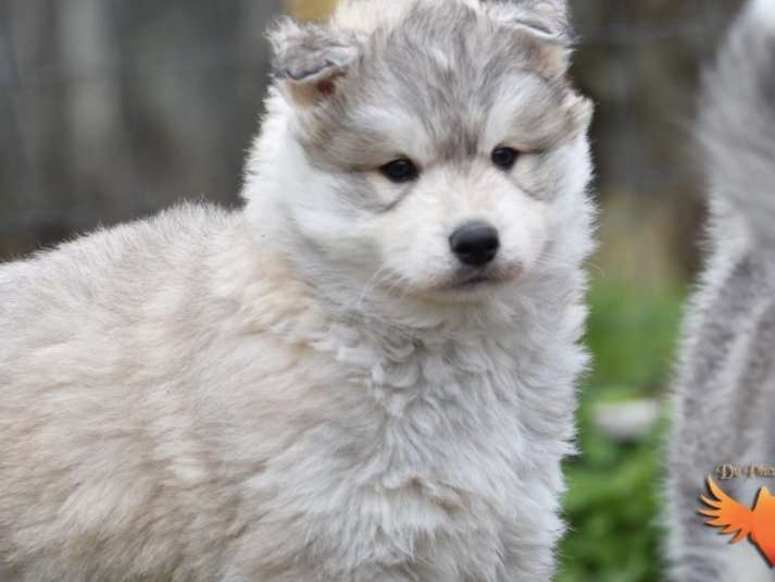 Femelle Husky Sibérien sable LOF à vendre