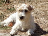 Etalon Jack Russell LOF disponible pour saillie