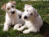 Etalon Jack Russell LOF disponible pour saillie