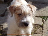 Etalon Jack Russell LOF disponible pour saillie