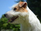 Etalon Jack Russell LOF disponible pour saillie