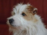 Etalon Jack Russell LOF disponible pour saillie