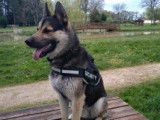 Donne chien Berger Allemand croisé Husky Sibérien