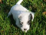 Chiots Jack Russell LOF à réserver