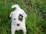 Chiots Jack Russell LOF à réserver