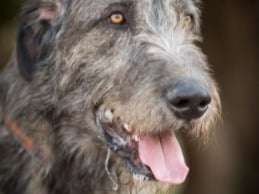 Etalon Irish Wolfhound LOF disponible pour saillie