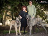 Etalon Irish Wolfhound LOF disponible pour saillie