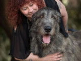 Etalon Irish Wolfhound LOF disponible pour saillie