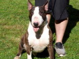 Etalon Bull Terrier LOF bringé disponible pour saillie