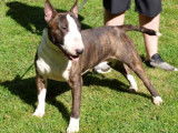 Etalon Bull Terrier LOF bringé disponible pour saillie
