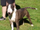 Etalon Bull Terrier LOF bringé disponible pour saillie