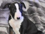 Chiots Bull Terrier LOF à vendre