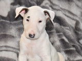 Chiots Bull Terrier LOF à vendre
