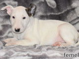Chiots Bull Terrier LOF à vendre
