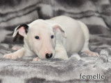 Chiots Bull Terrier LOF à vendre