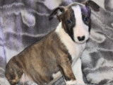 Chiots Bull Terrier LOF à vendre