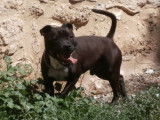 Etalon Staffordshire Bull Terrier bringé LOF disponible pour saillie