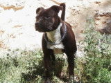 Etalon Staffordshire Bull Terrier bringé LOF disponible pour saillie