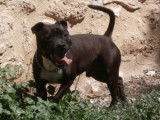 Etalon Staffordshire Bull Terrier bringé LOF disponible pour saillie
