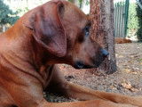 Etalon Rhodesian Ridgeback LOF disponible pour saillie