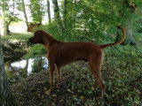 Etalon Rhodesian Ridgeback LOF disponible pour saillie