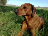 Etalon Rhodesian Ridgeback LOF disponible pour saillie