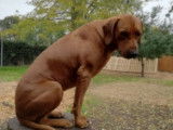 Etalon Rhodesian Ridgeback LOF disponible pour saillie
