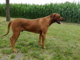 Etalon Rhodesian Ridgeback LOF disponible pour saillie