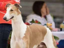 Etalon Greyhound LOF disponible pour saillie