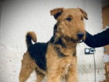 Etalon Airedale Terrier LOF disponible pour saillie