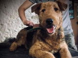 Etalon Airedale Terrier LOF disponible pour saillie