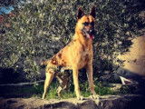 Etalon Malinois LOF disponible pour saillie