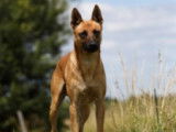 Etalon Malinois LOF disponible pour saillie
