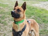 Etalon Malinois LOF disponible pour saillie