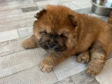 Chow Chow de couleur fauve