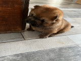 Chow Chow de couleur fauve